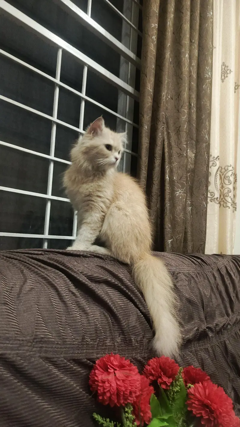 persian female cat — photo 2