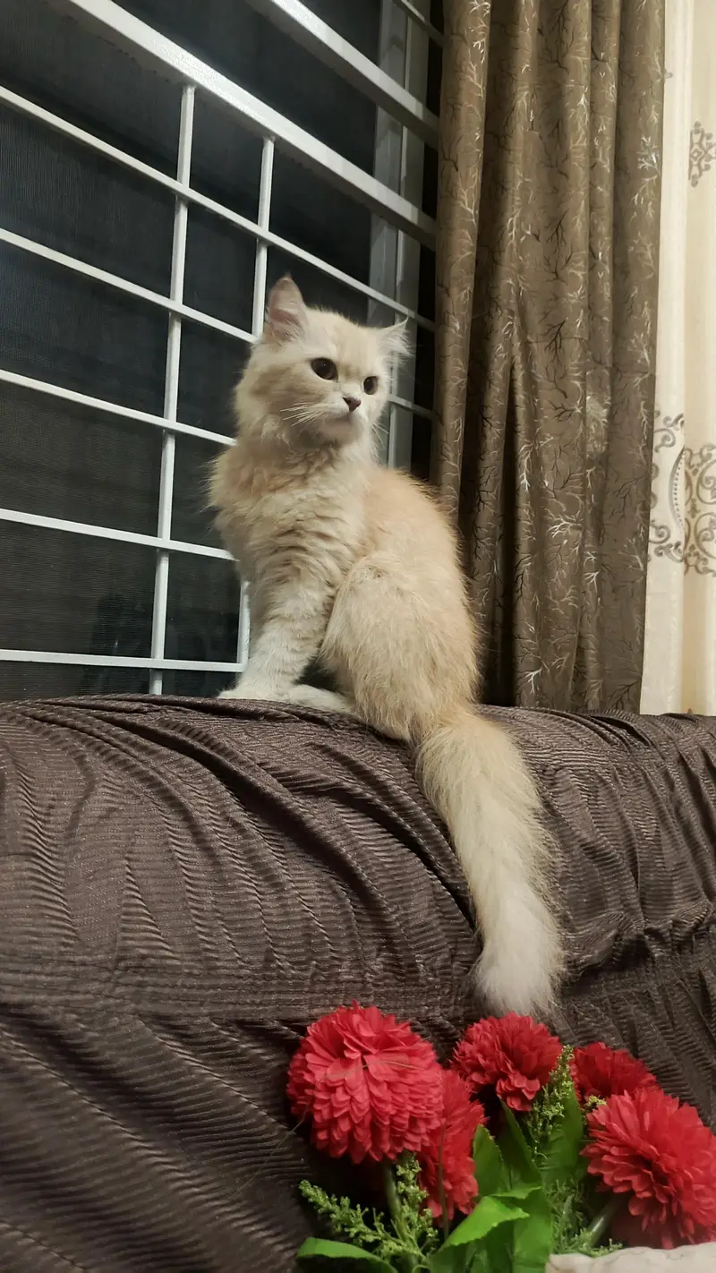 persian female cat — photo 3