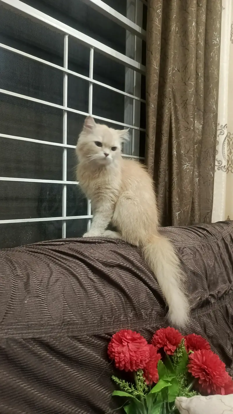 persian female cat — photo 5