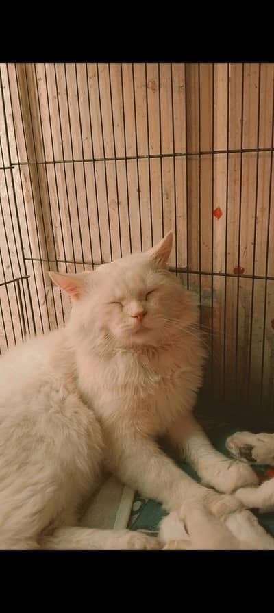male Persian cat for sale
