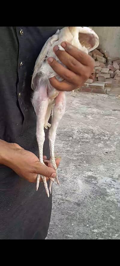 pure aseel hera chicks