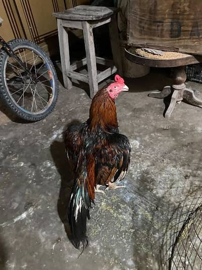aseel murga and murgi for sale