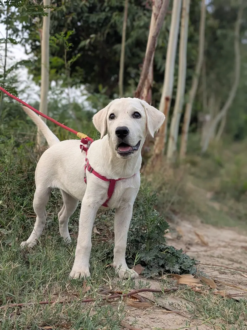 Labrador puppy available — photo 3