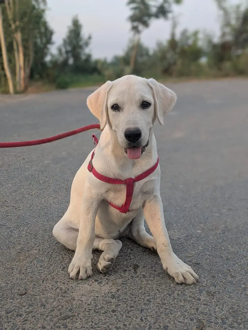 Labrador puppy available — photo 4