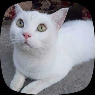 white Persian cat