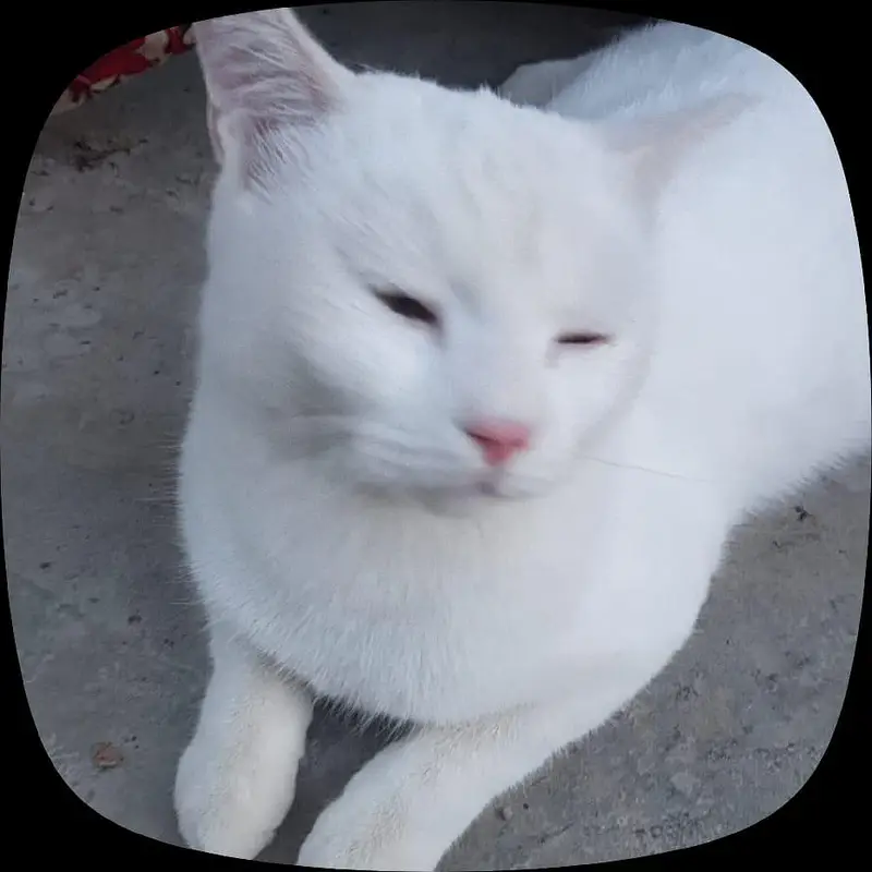 white Persian cat — photo 2