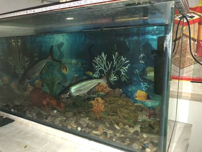 Fish Aquarium for sale