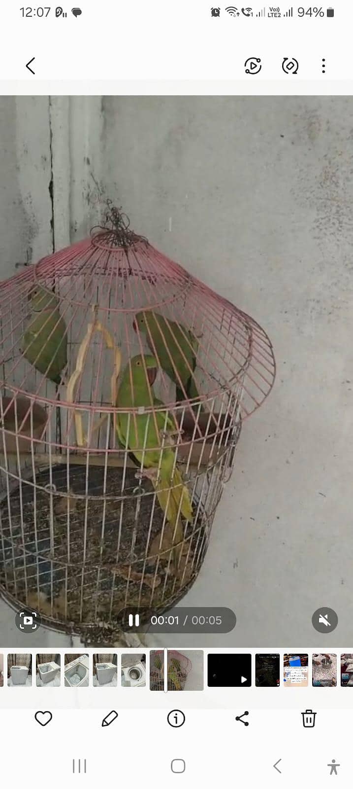 parrot 0