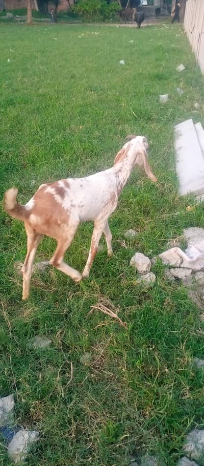 chani bakre for sale
