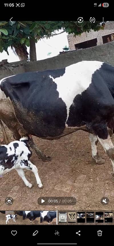 Cow For Sale