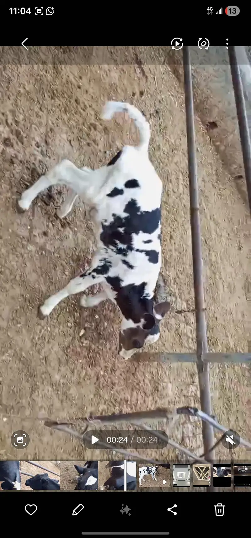 Cow For Sale — photo 2