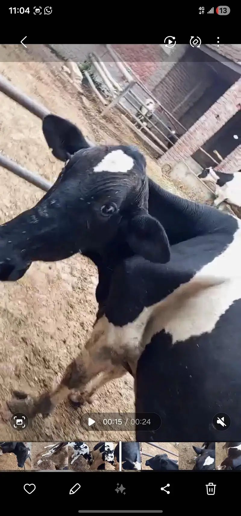 Cow For Sale — photo 3