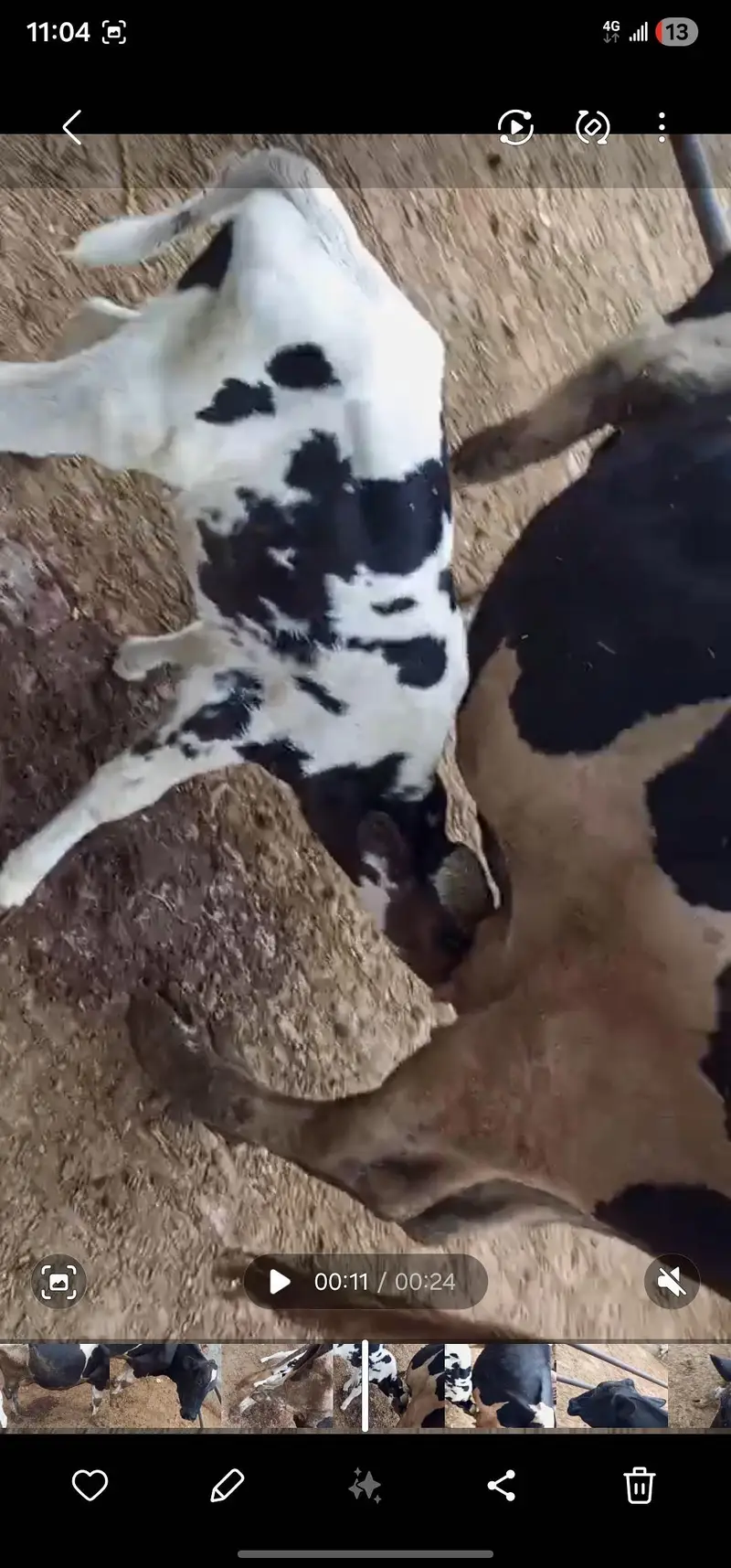 Cow For Sale — photo 4