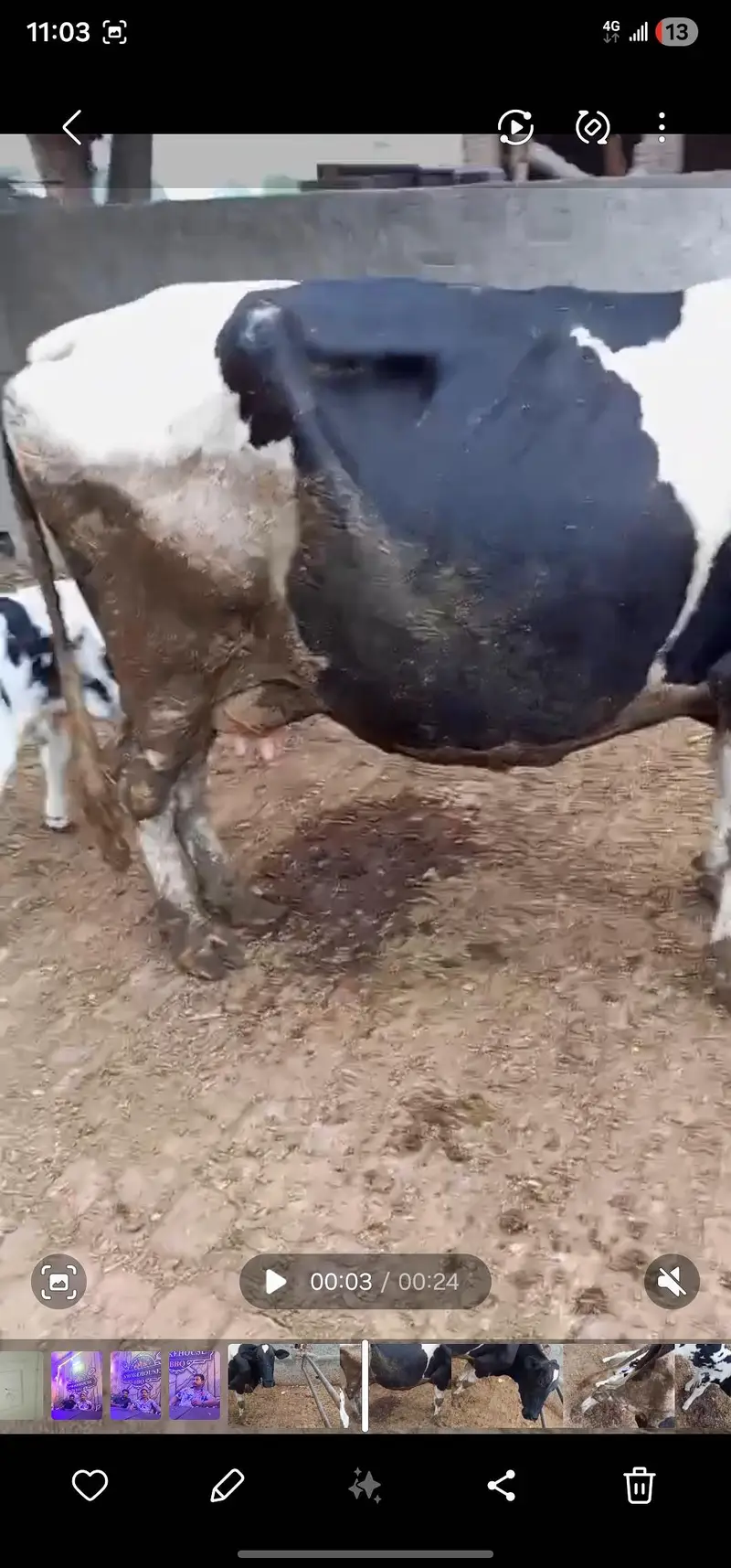 Cow For Sale — photo 5