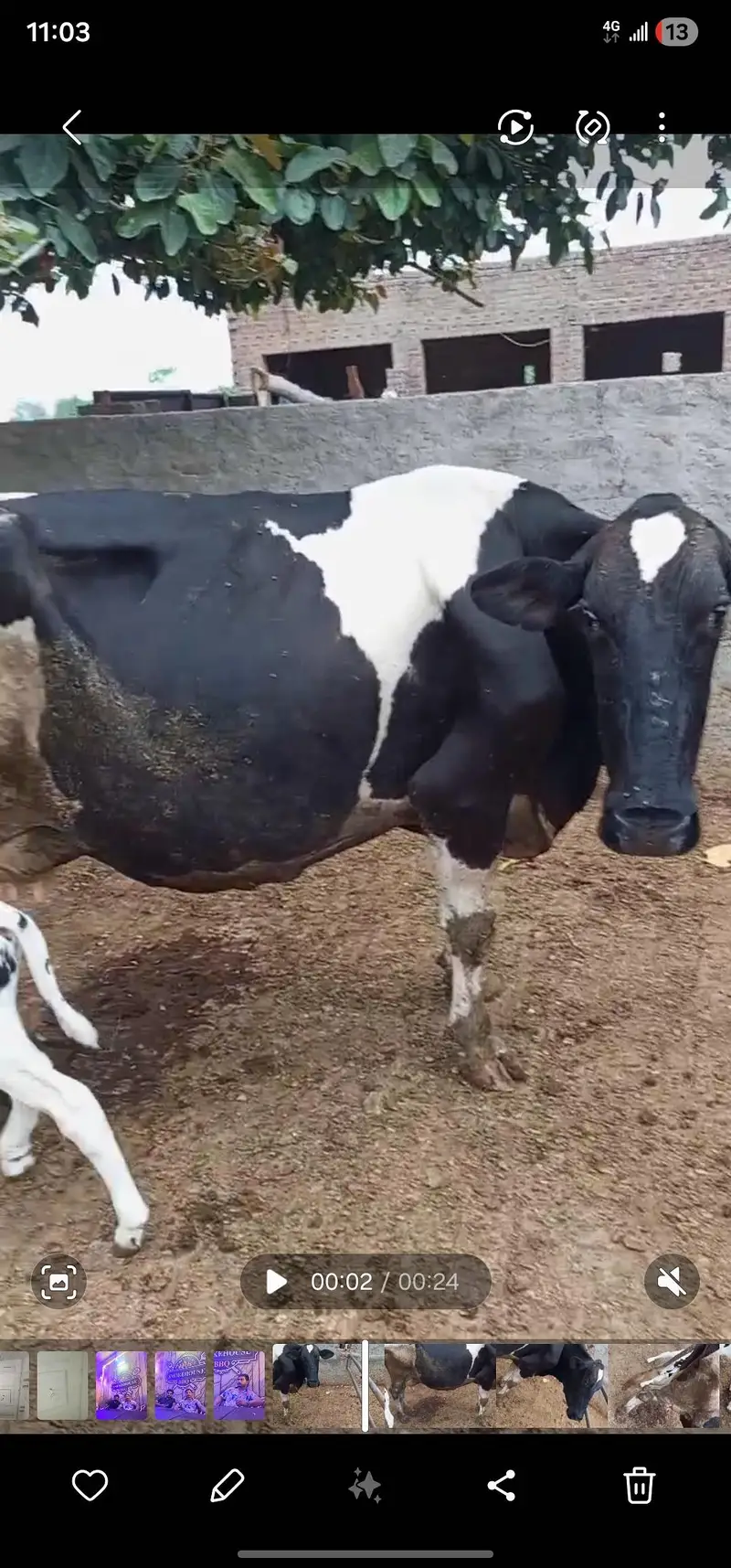 Cow For Sale — photo 6