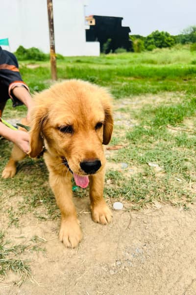 Golden Retriever Puppy For a Loving Home 