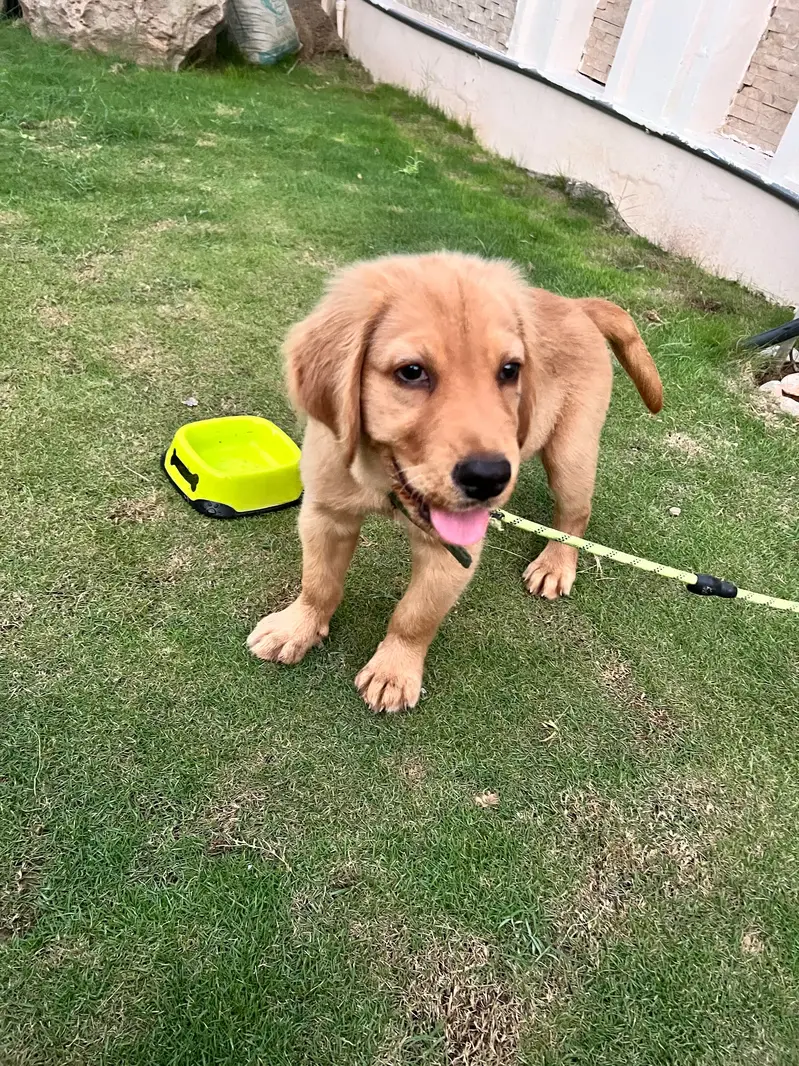  Golden Retriever Puppy For a Loving Home  — photo 2