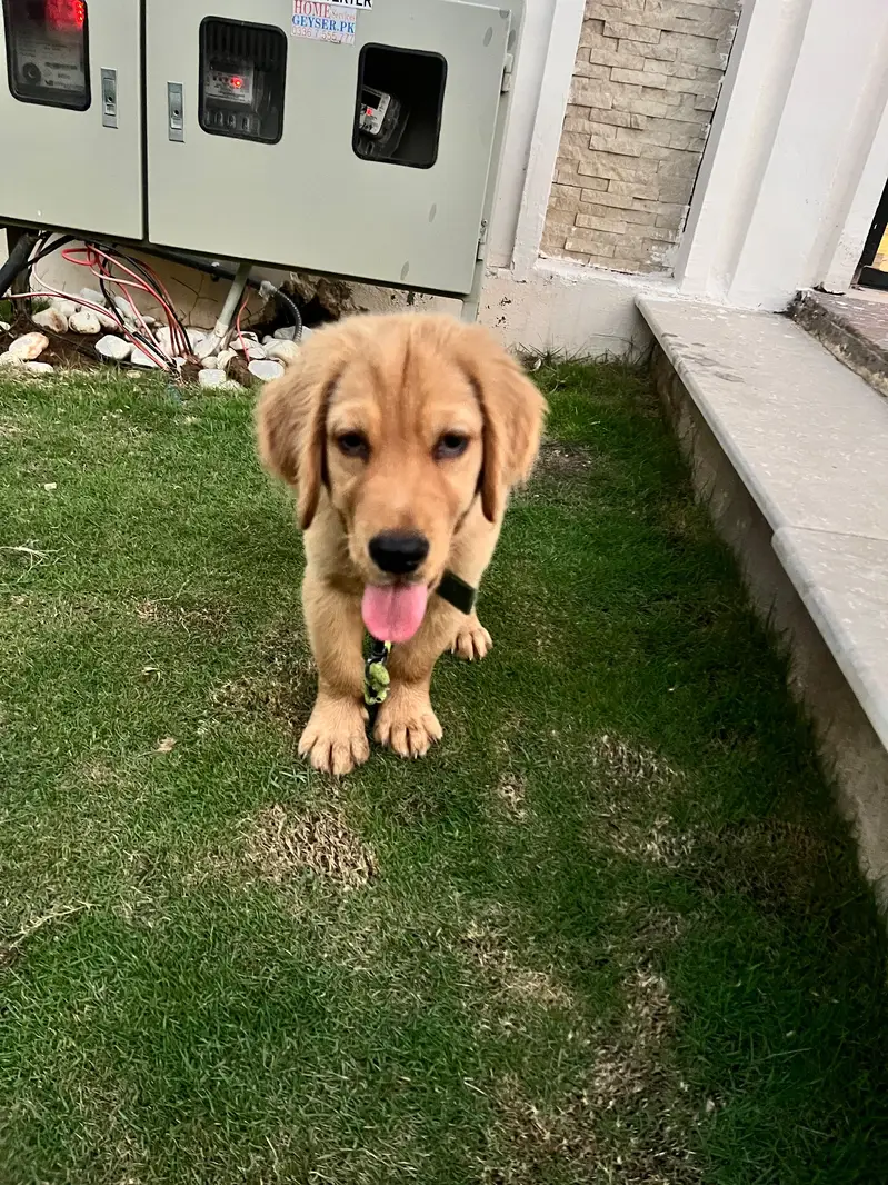  Golden Retriever Puppy For a Loving Home  — photo 4