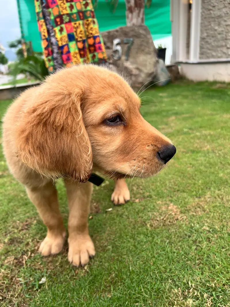  Golden Retriever Puppy For a Loving Home  — photo 5