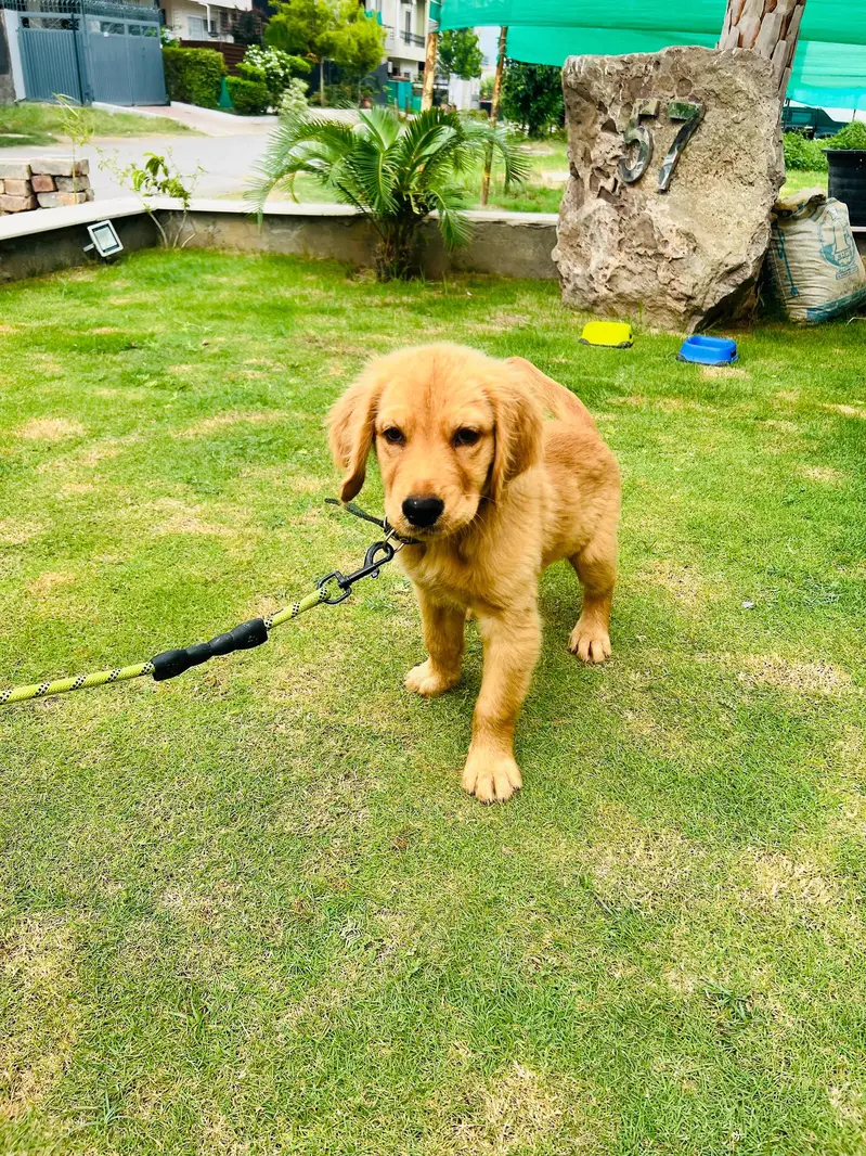 Golden Retriever Puppy For a Loving Home  — photo 7