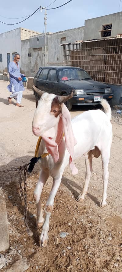 High quality gulabi breeder bakra