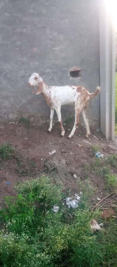 chini Bakri for sale