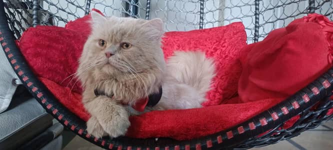 persian cat tripple coat ( Caremel)