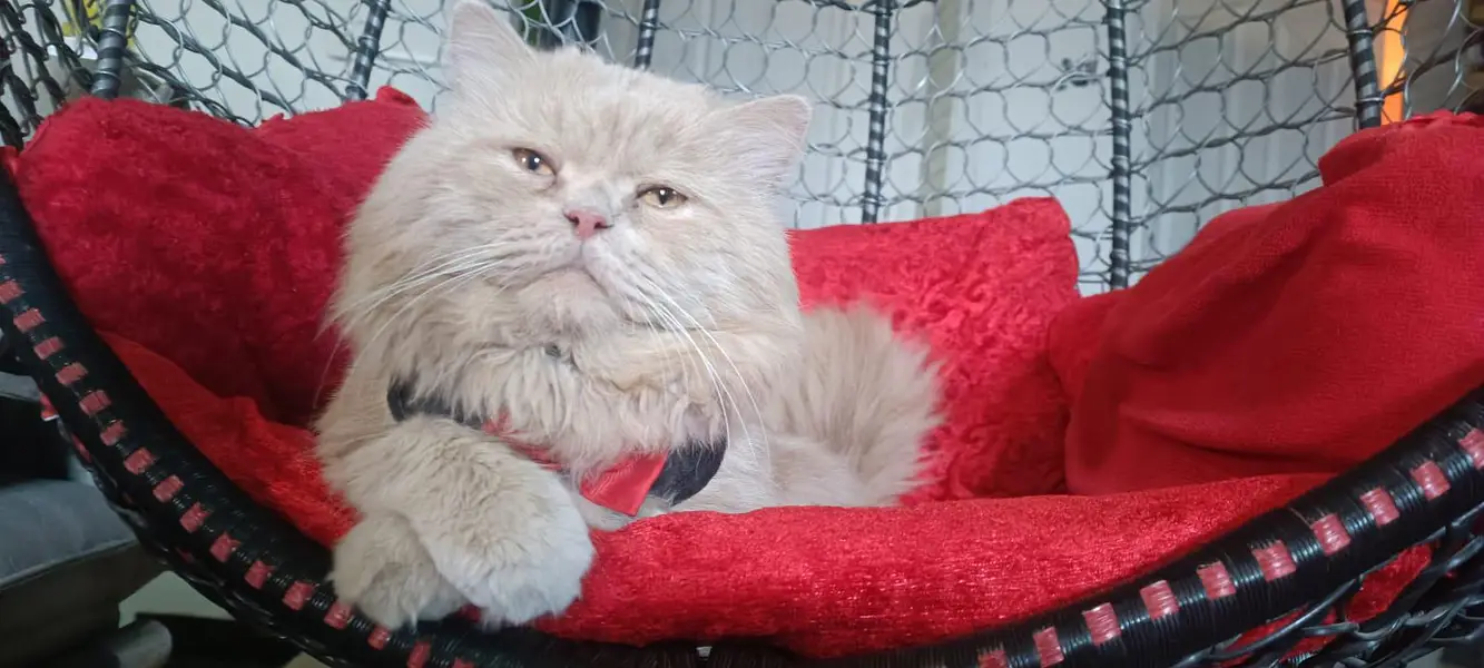 persian cat tripple coat ( Caremel) — photo 2