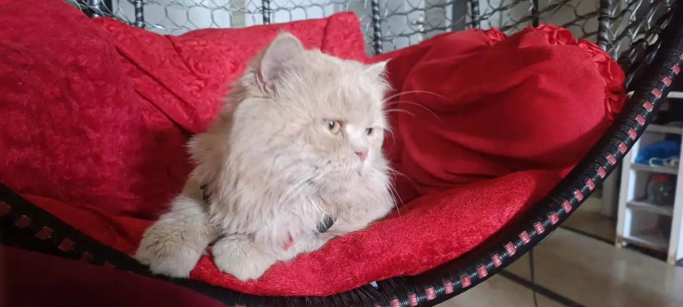 persian cat tripple coat ( Caremel) — photo 3