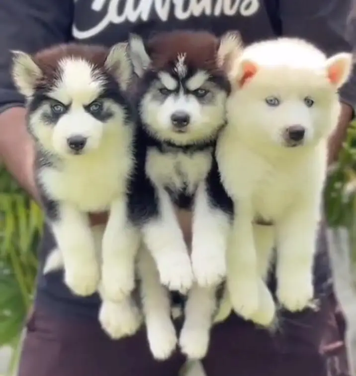 Siberian husky fore sale — photo 2