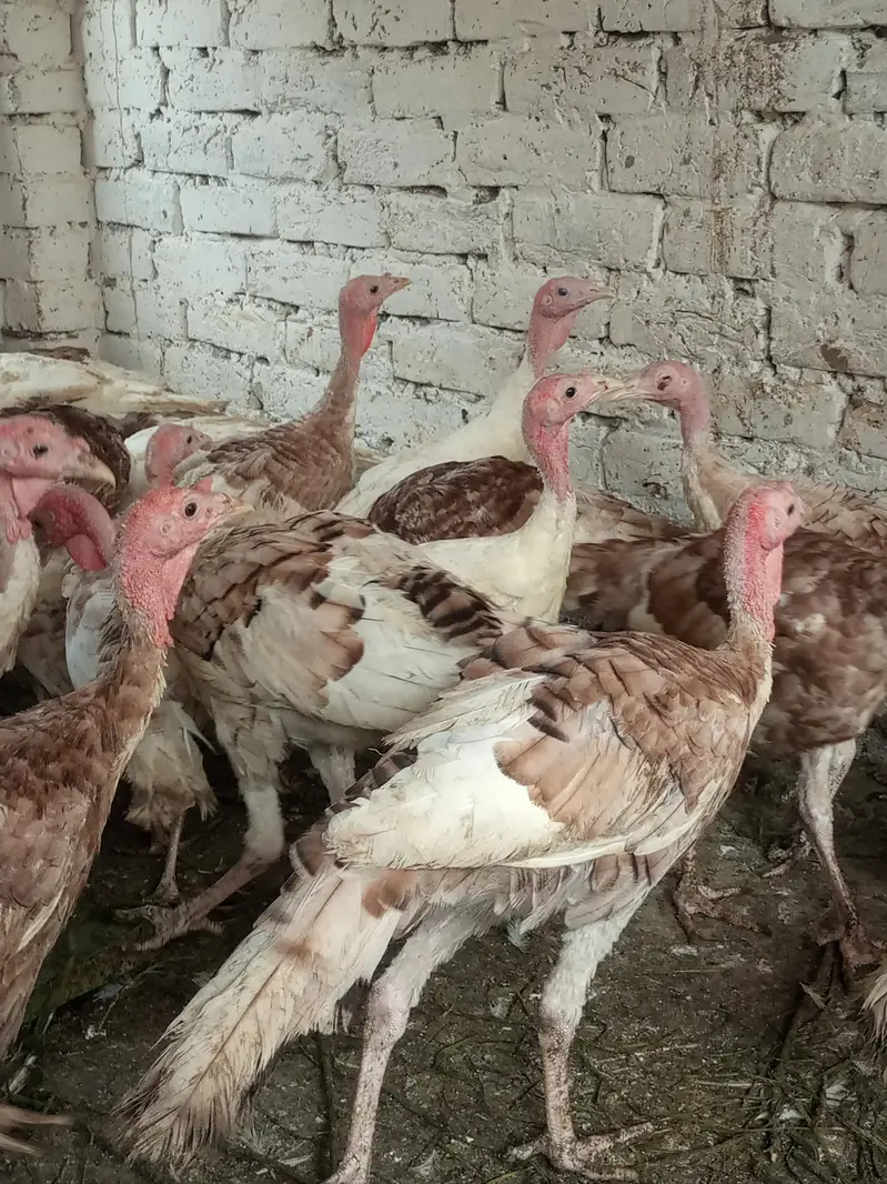 turkey males