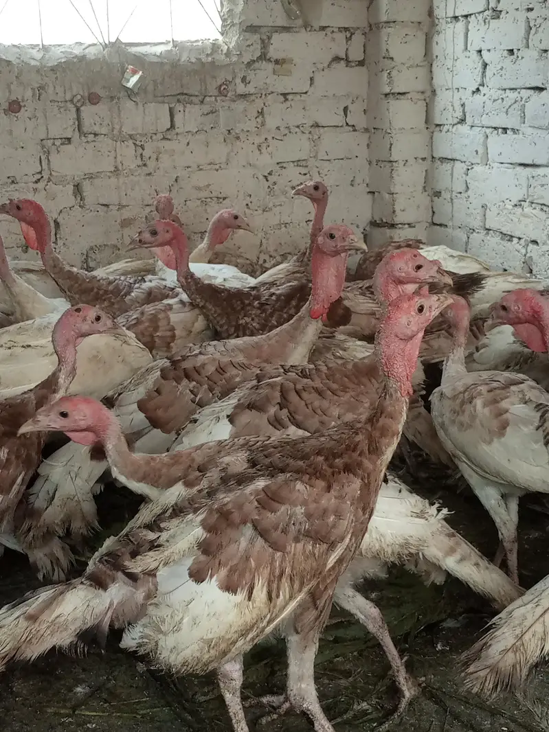 turkey males — photo 2
