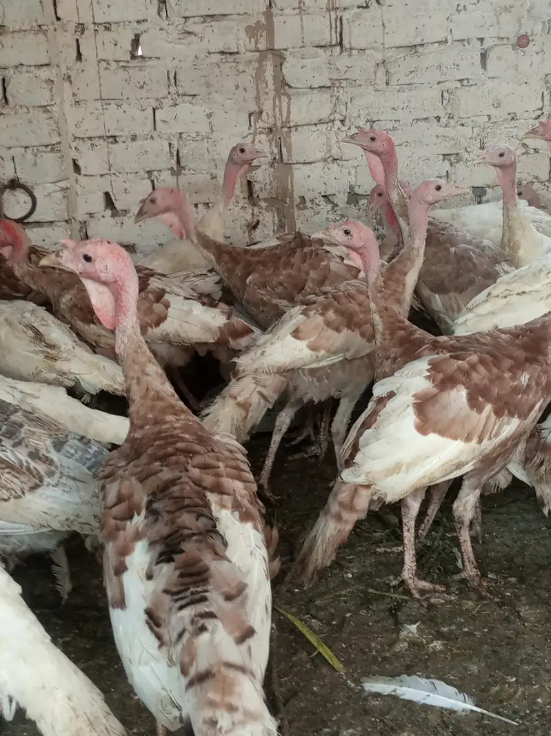 turkey males — photo 3