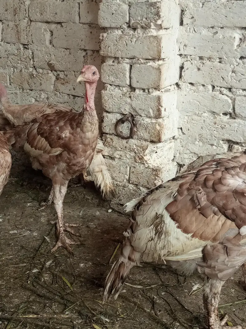 turkey males — photo 4