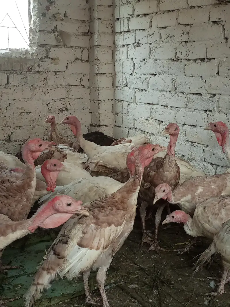 turkey males — photo 5