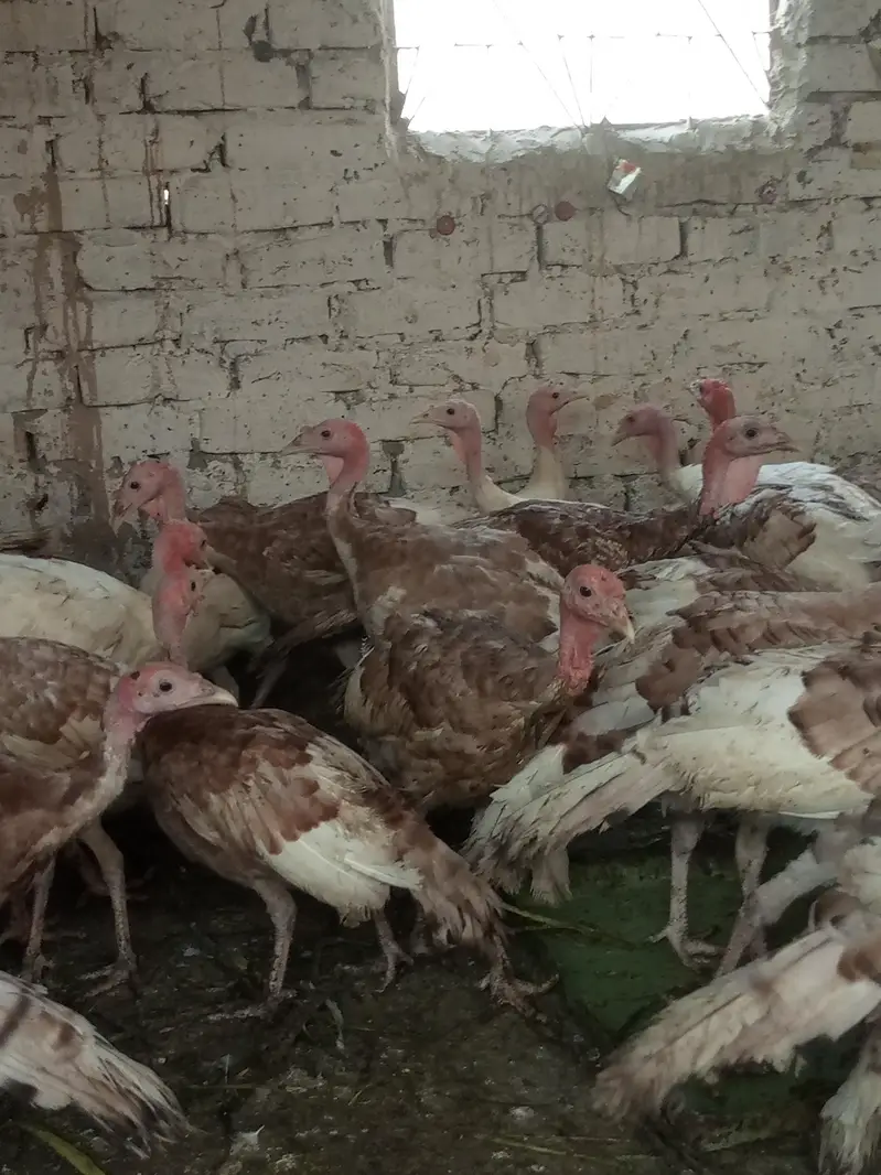 turkey males — photo 6