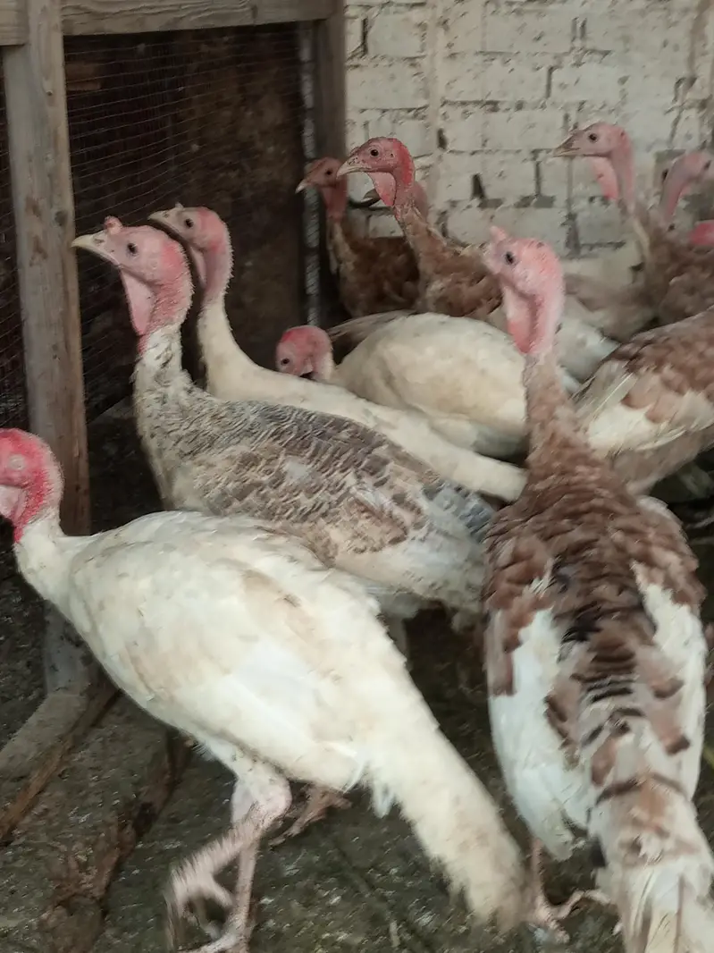 turkey males — photo 7