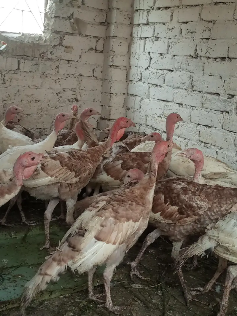 turkey males — photo 8