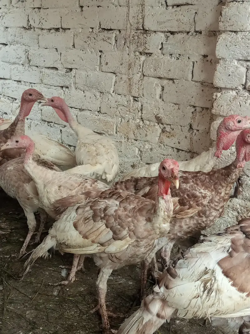 turkey males — photo 9