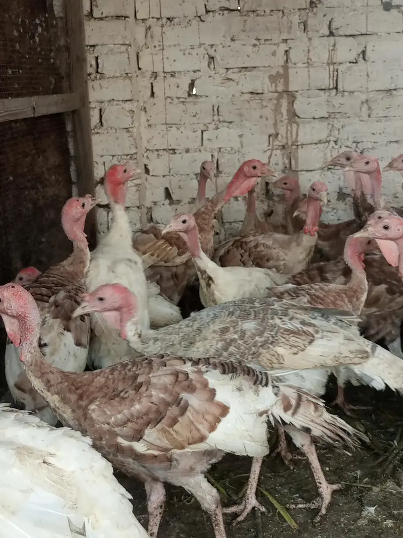 turkey males — photo 10