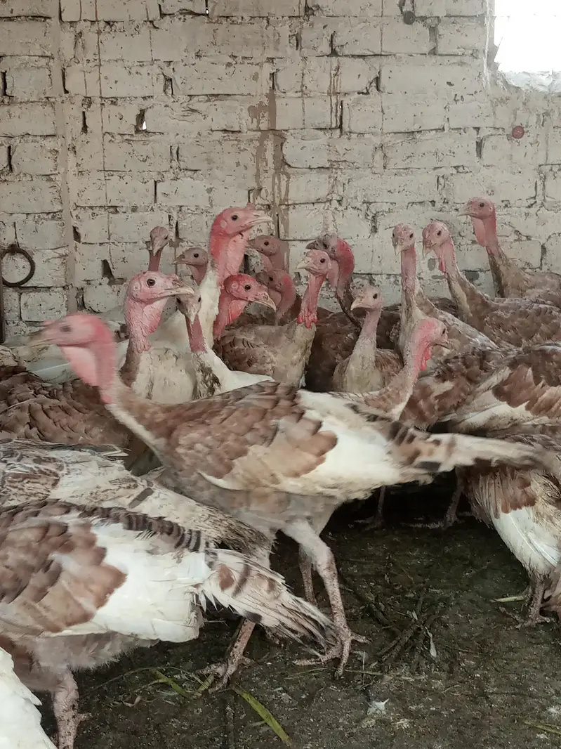 turkey males — photo 11