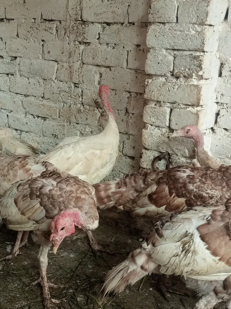 turkey males — photo 12