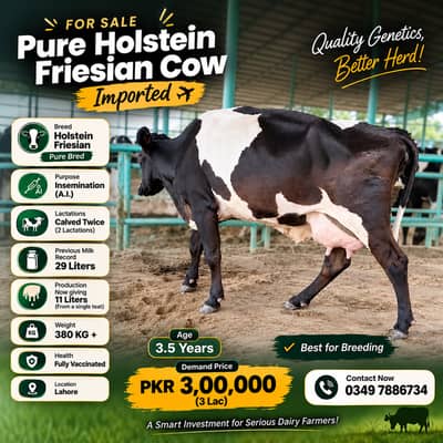 Culled Freisian Cow for Sale | Australia Imported |Ready to inseminate