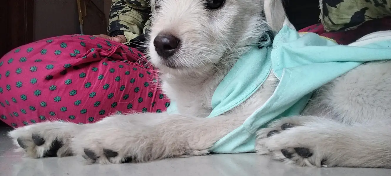Fully Trained puppy — photo 2