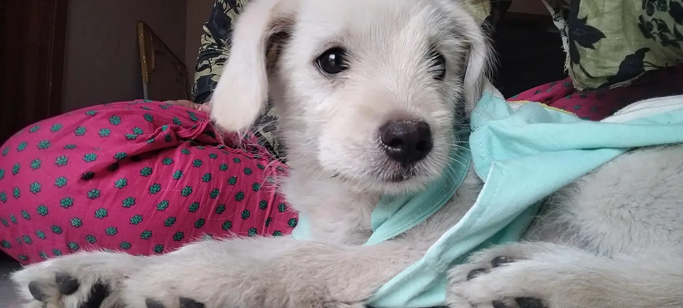 Fully Trained puppy — photo 3