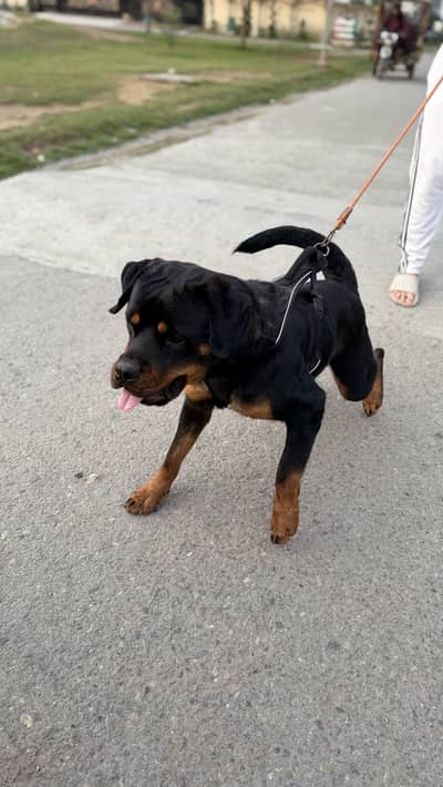 Rottweiler female pedigree