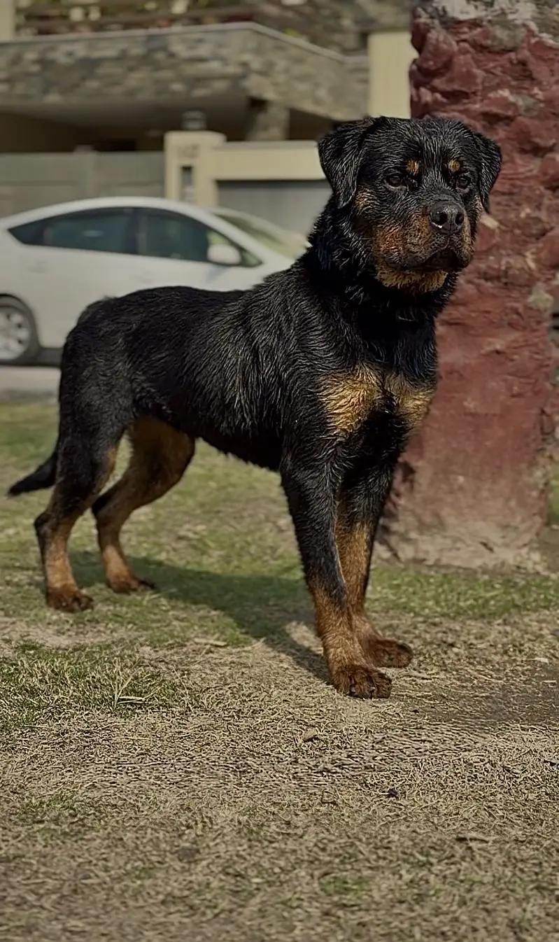 Rottweiler female pedigree — photo 2
