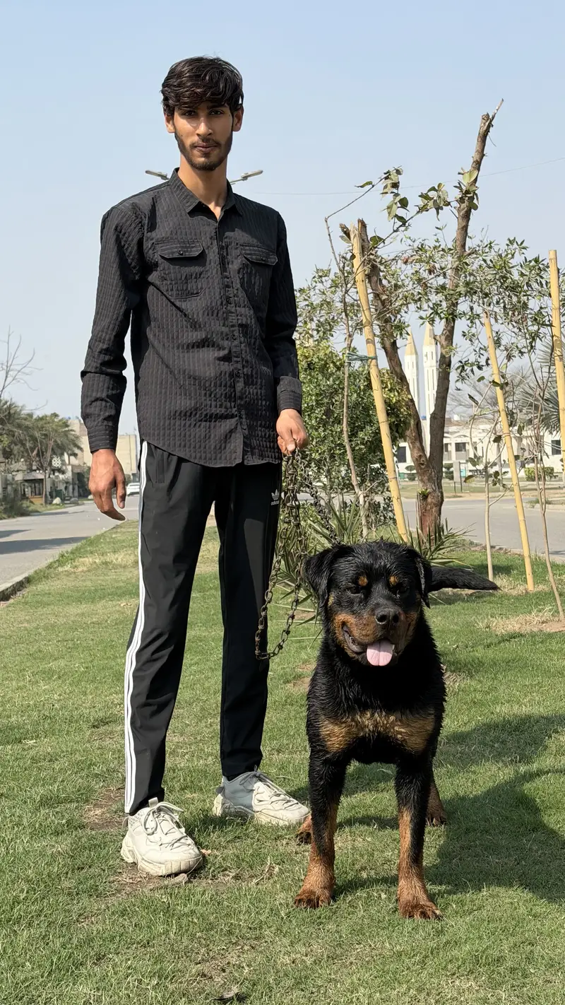 Rottweiler female pedigree — photo 4