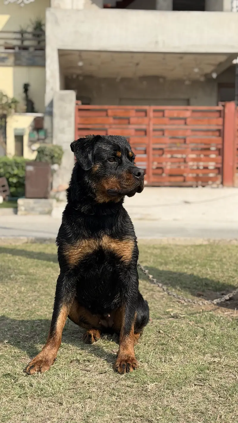 Rottweiler female pedigree — photo 5