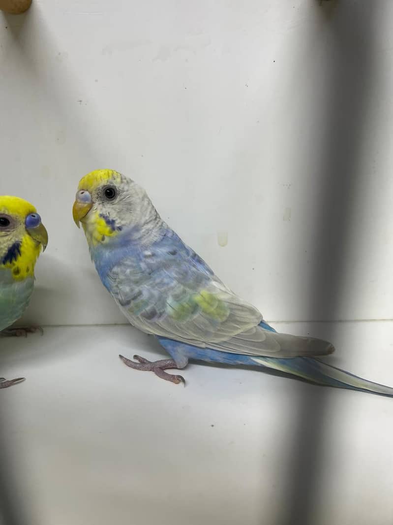 Rainbow  Quality Pair 1